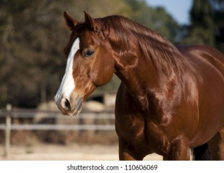 american-quarter-horse-chestnut-stallion-260nw-110606069