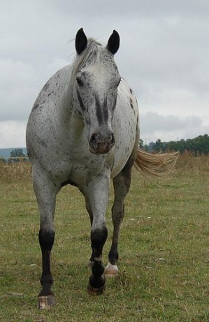 appaloosa_1.igallery.image0000004