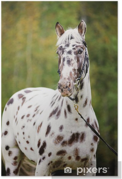 plakaty-appaloosa-kun-portret