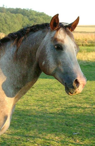 appaloosa_3.igallery.image0000003